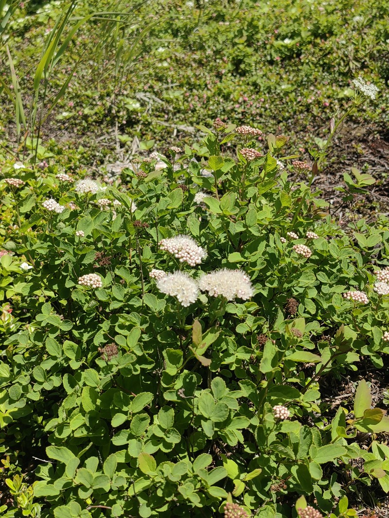 Spiraea betulifolia var. aemiliana