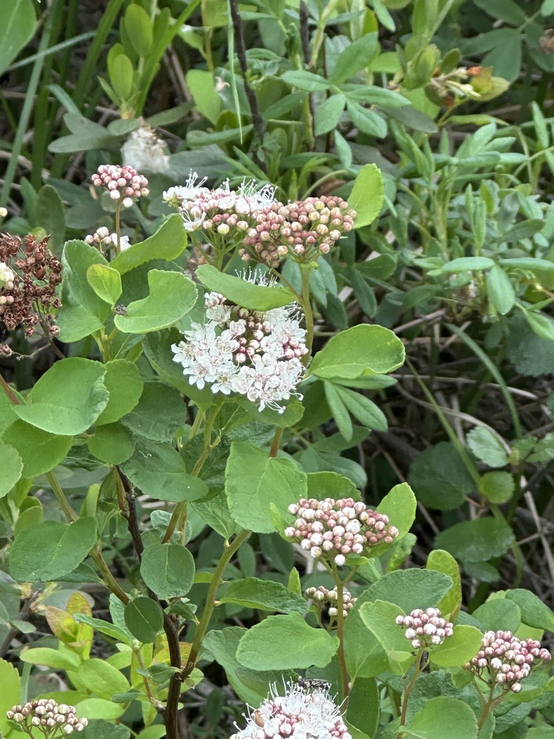 Spiraea betulifolia var. aemiliana photo 2