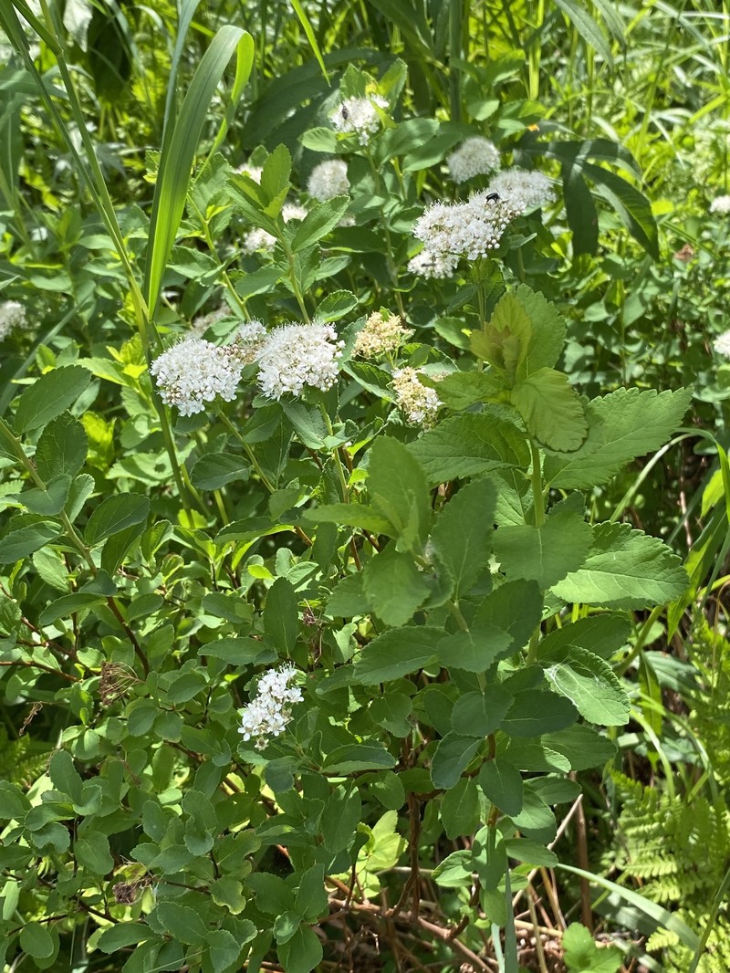 Spiraea betulifolia var. aemiliana photo 3