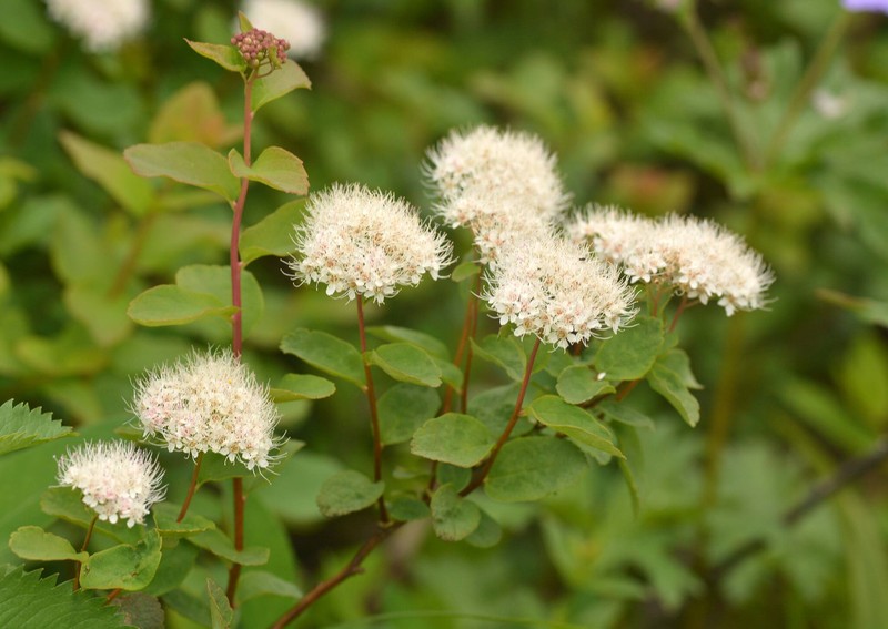 Spiraea betulifolia var. aemiliana photo 4
