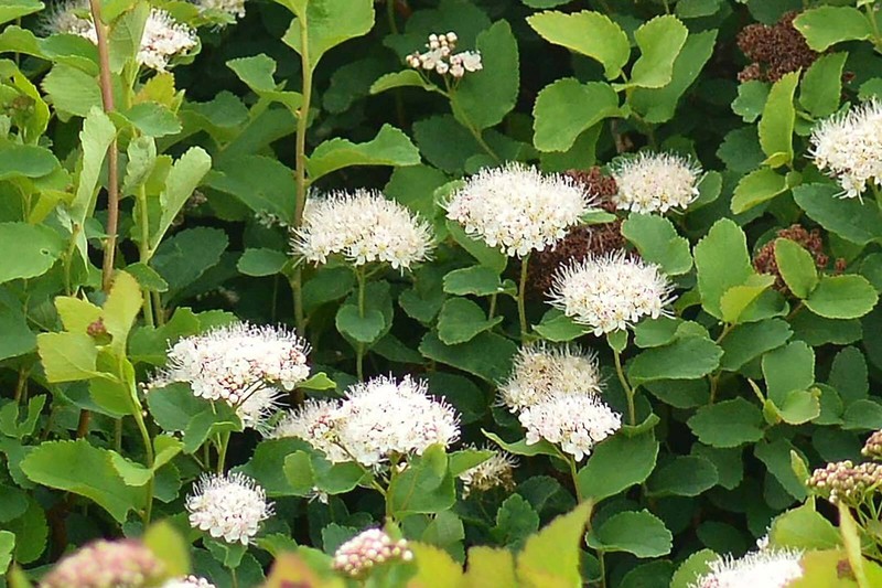 Spiraea betulifolia var. aemiliana photo 5