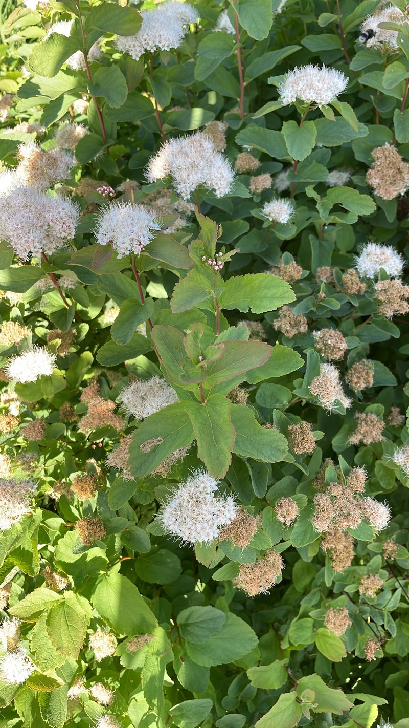 Spiraea betulifolia var. aemiliana photo 6