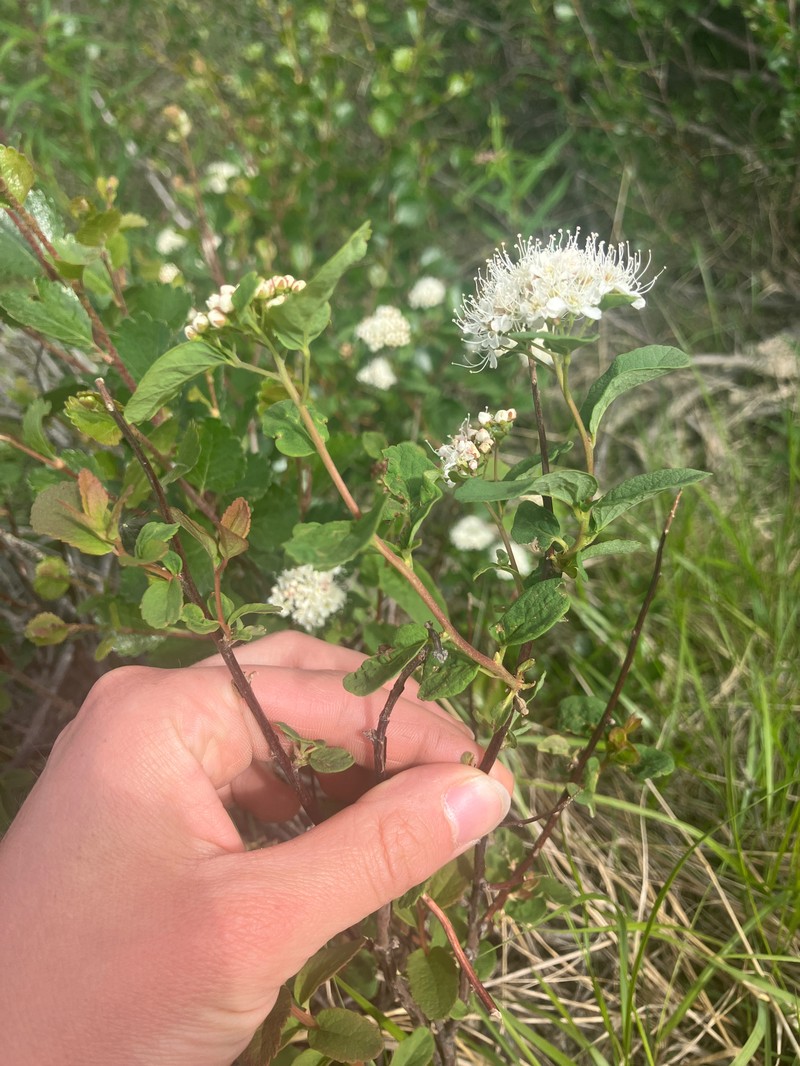 Spiraea betulifolia var. aemiliana photo 7