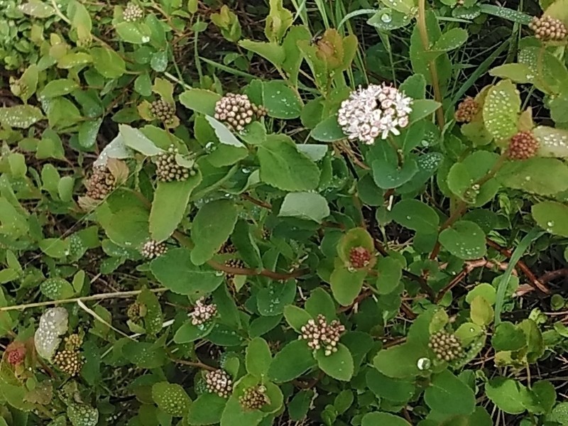 Spiraea betulifolia var. aemiliana photo 8