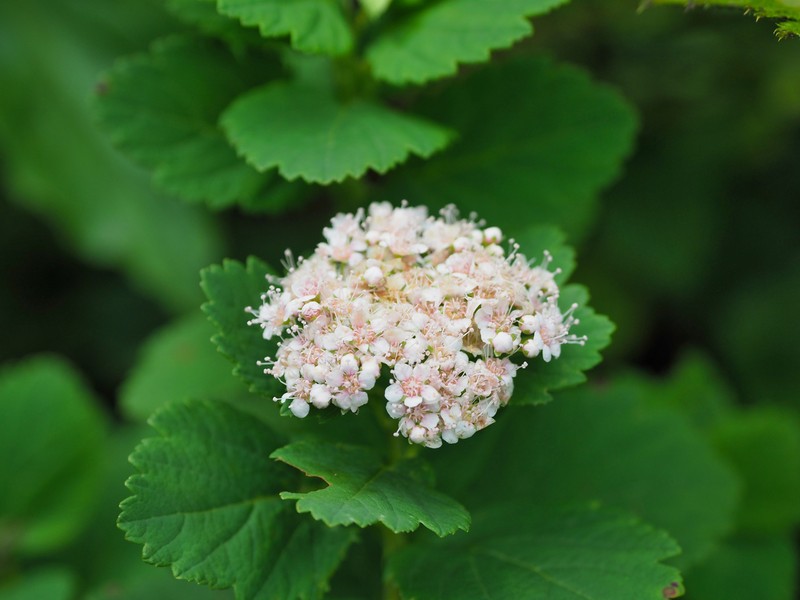 Spiraea betulifolia var. betulifolia