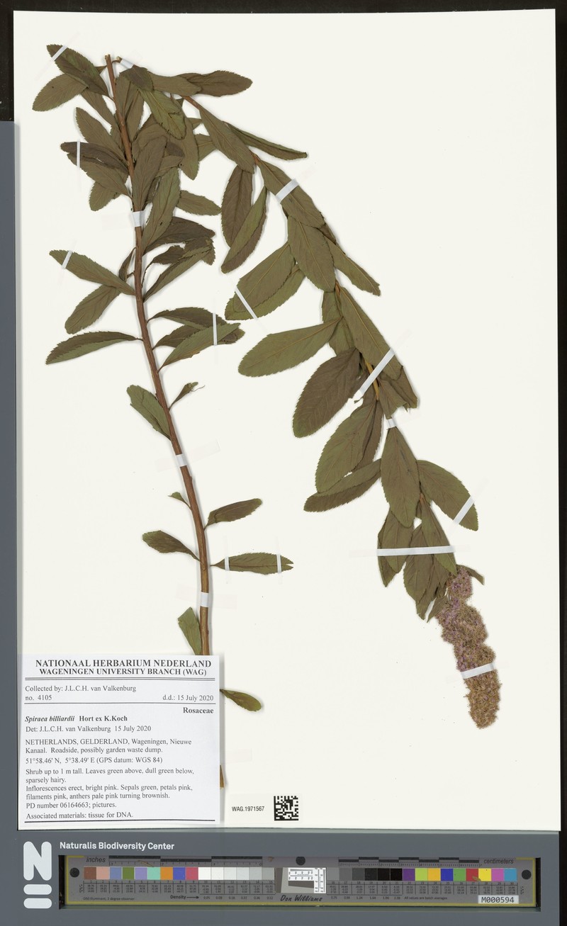Spirea