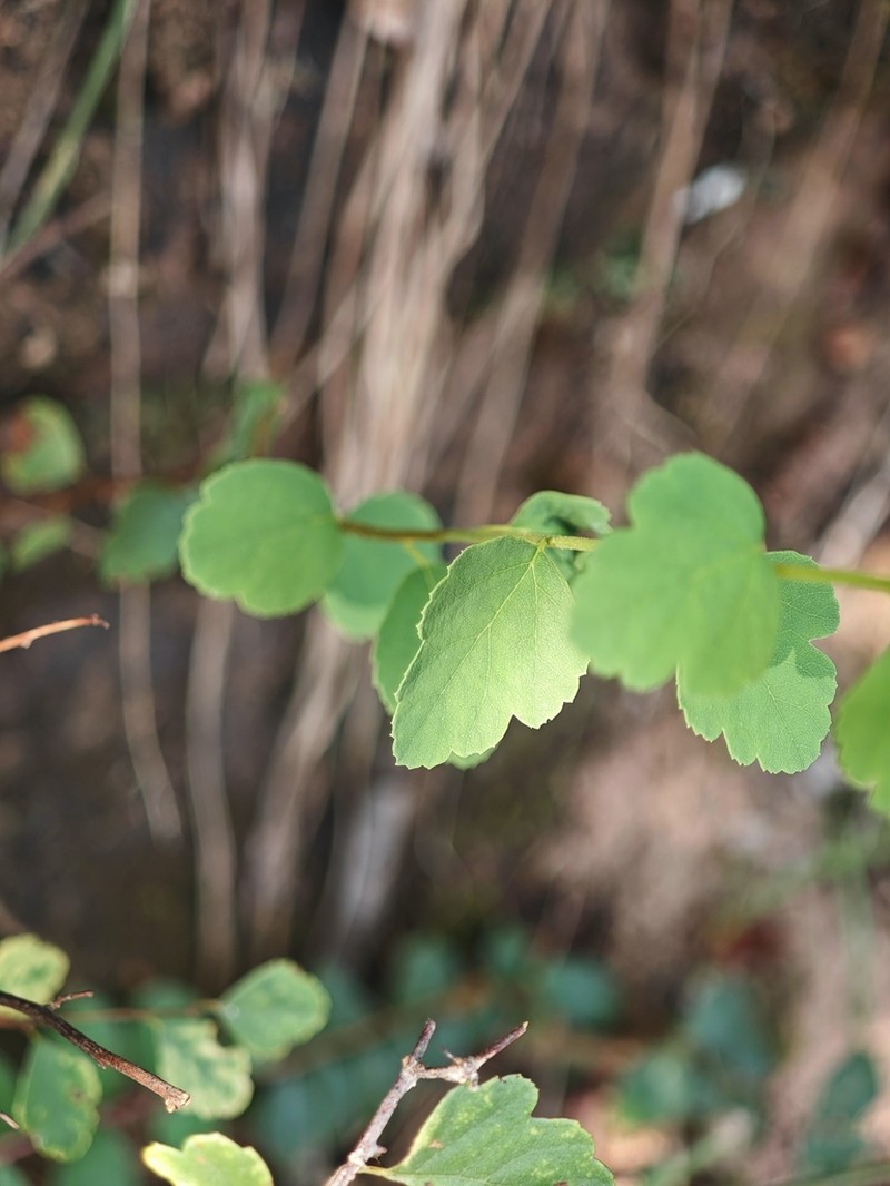 Spiraea blumei