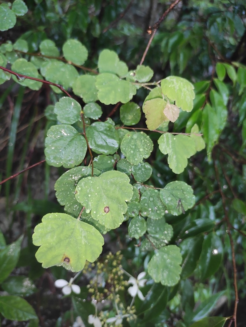 Spiraea blumei photo 2