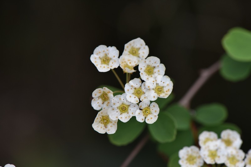Spiraea blumei photo 3
