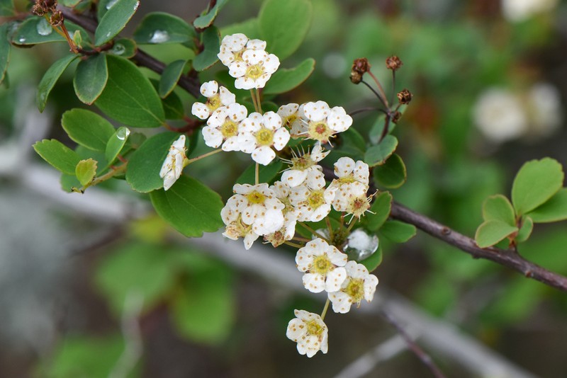 Spiraea blumei photo 4