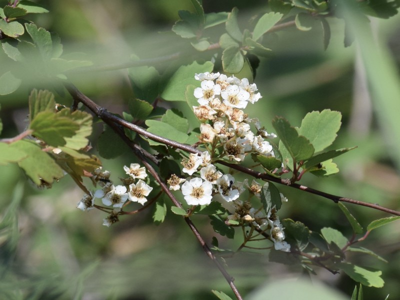Spiraea blumei photo 6