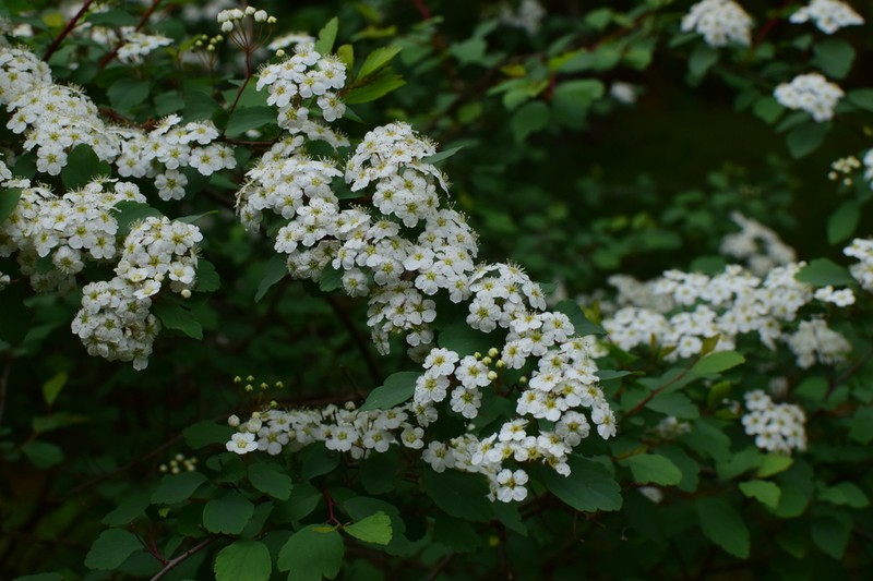 Spiraea blumei photo 7