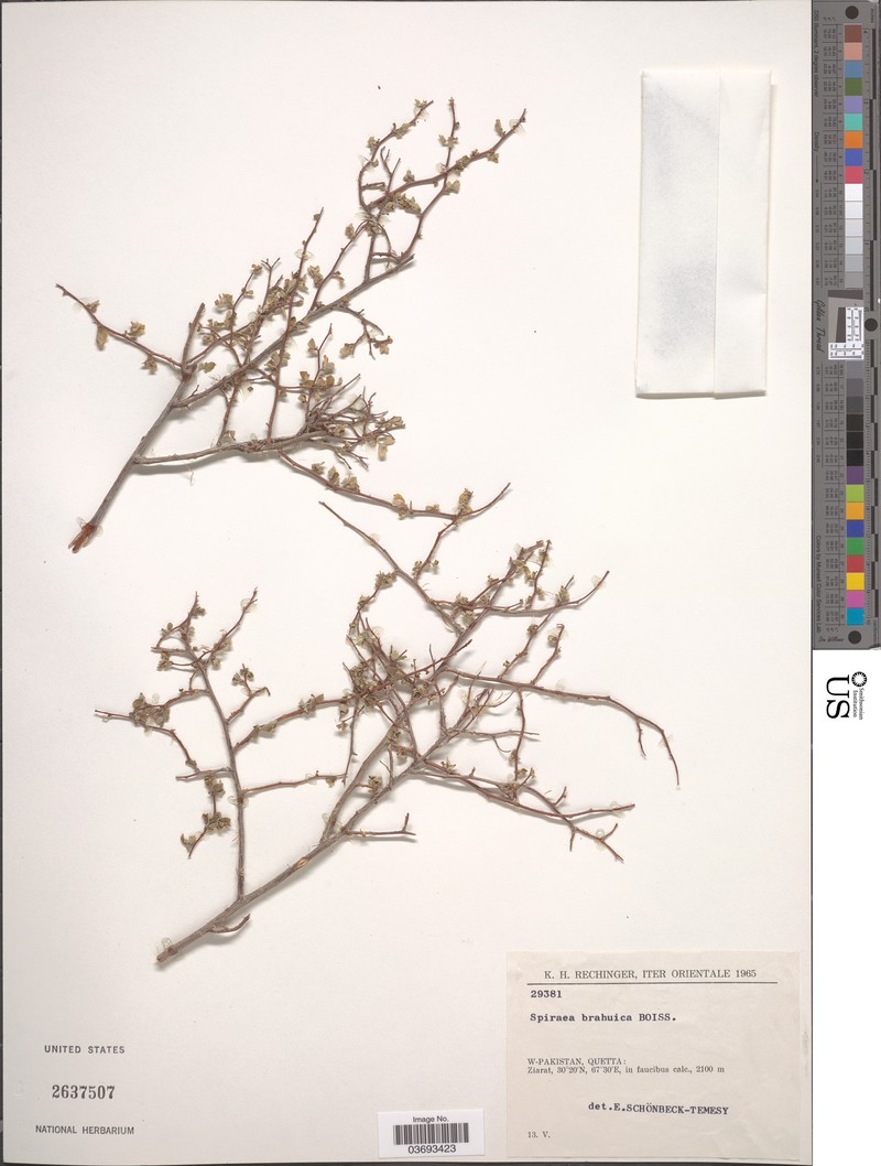 Spiraea brahuica