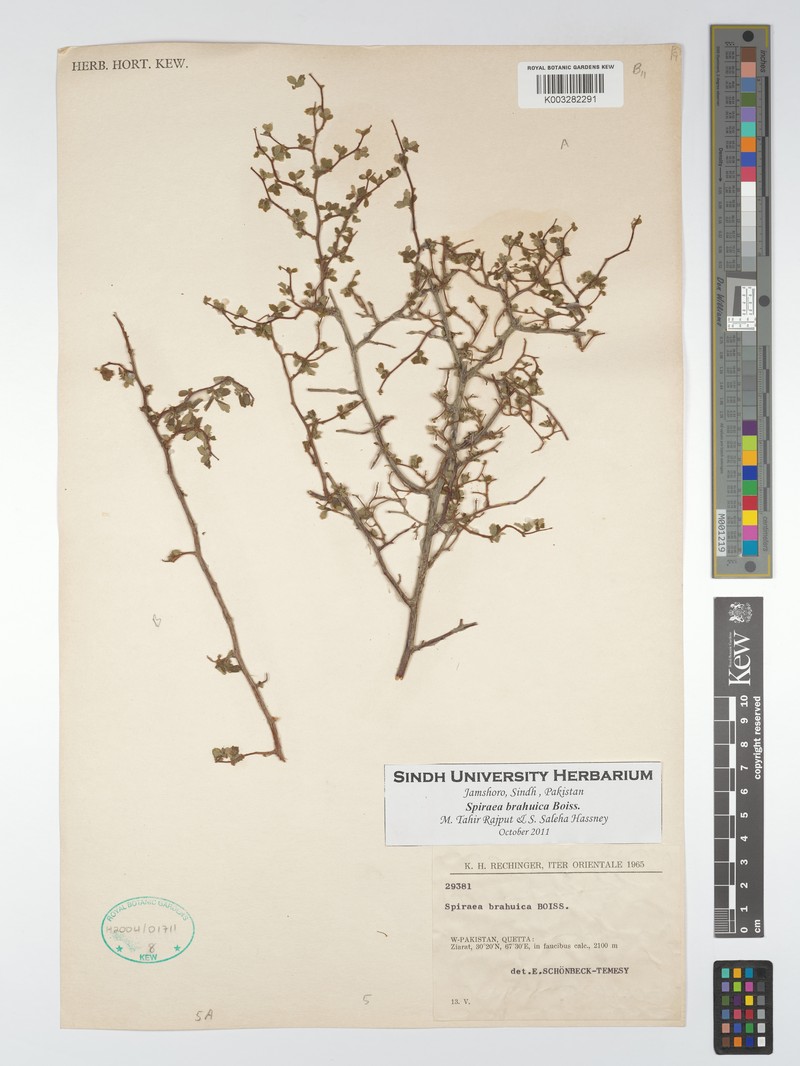 Spiraea brahuica photo 2