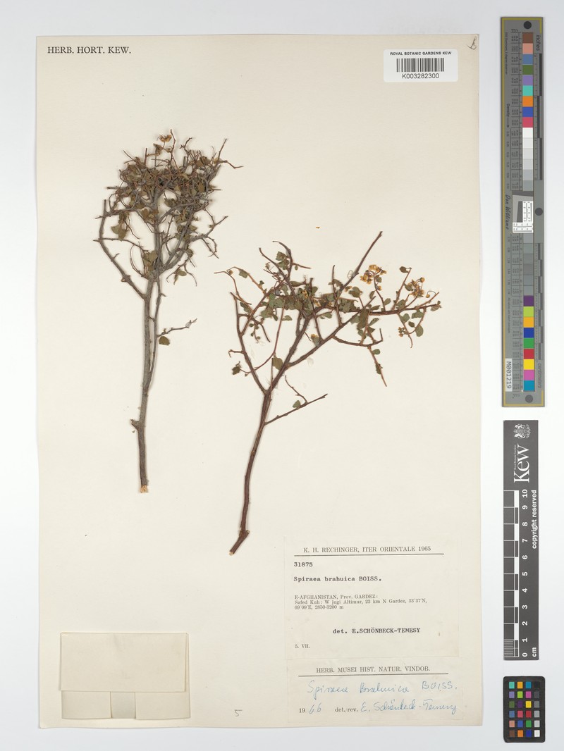 Spiraea brahuica photo 3