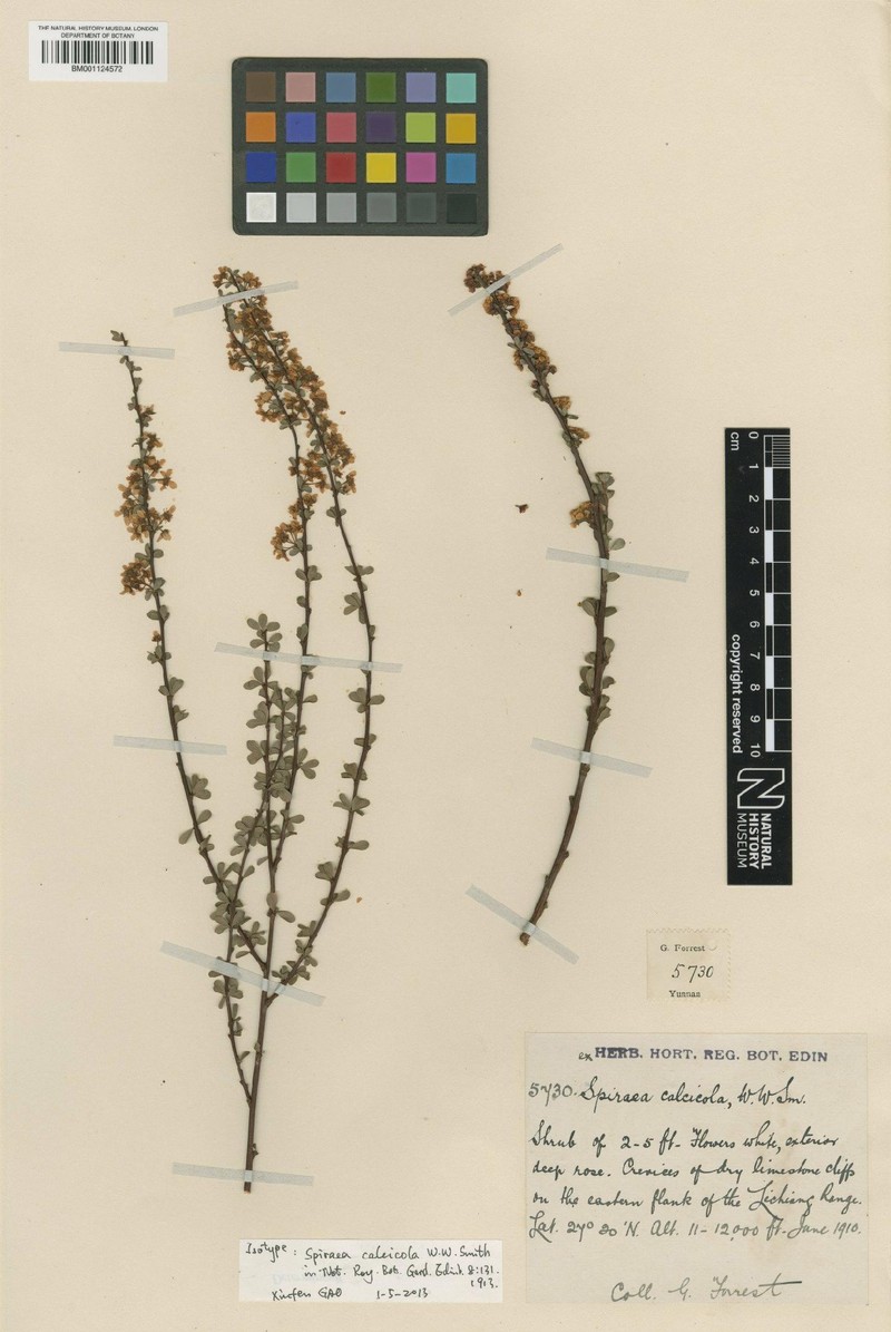 Spiraea calcicola