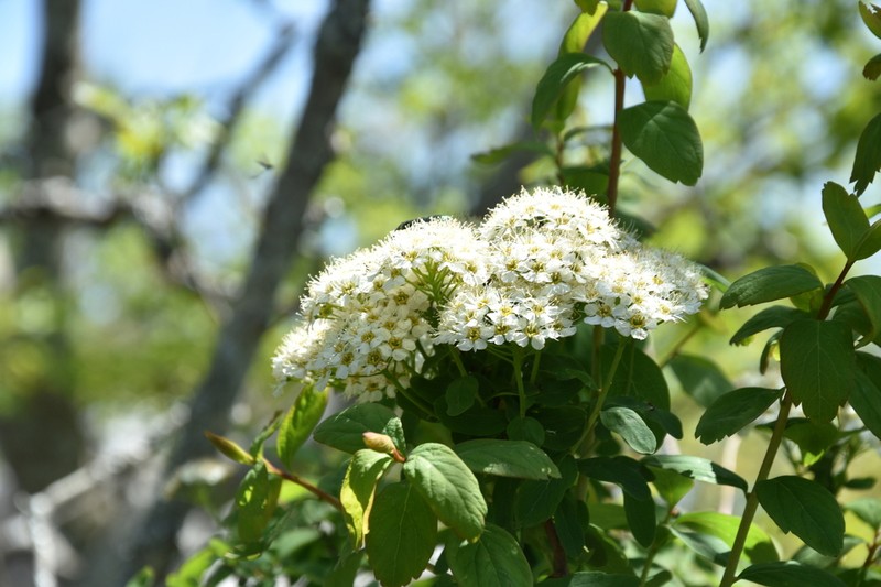 Spiraea cana