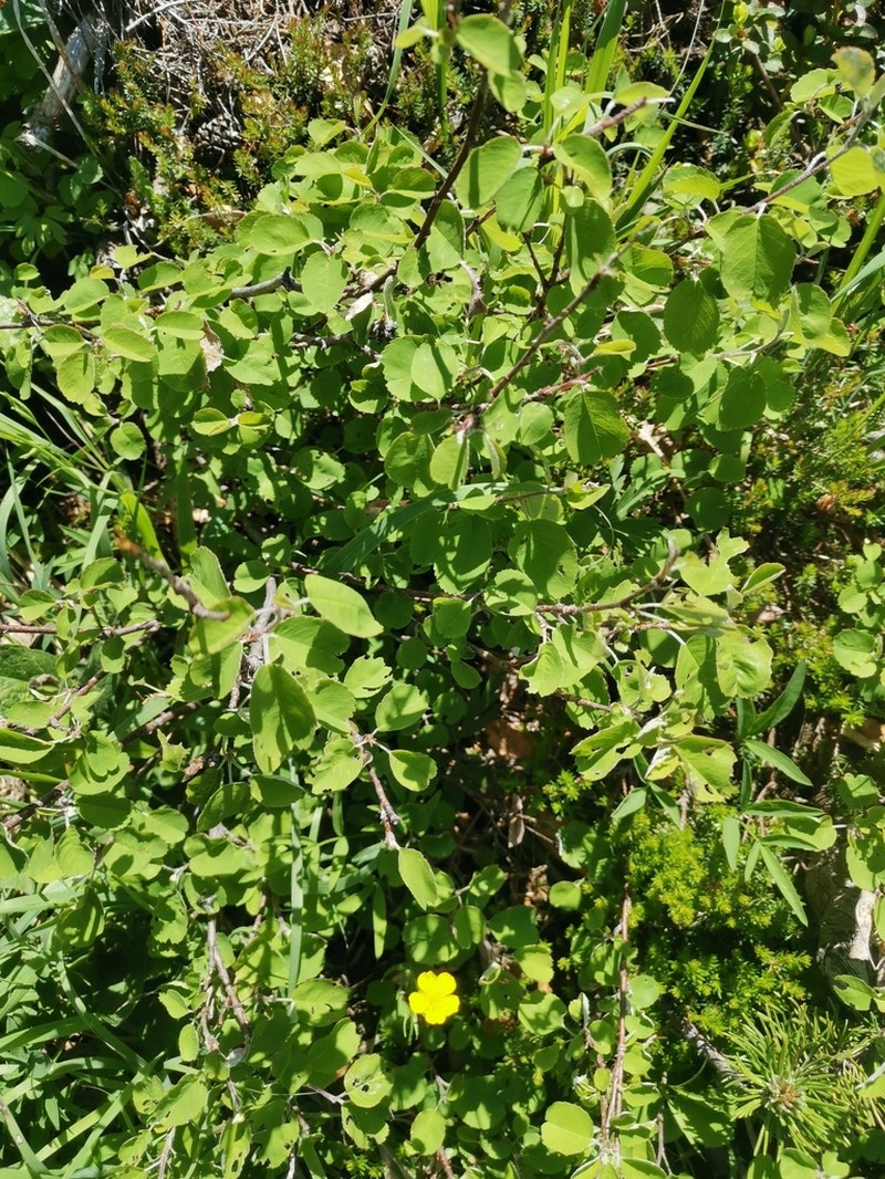 Spiraea cana photo 2