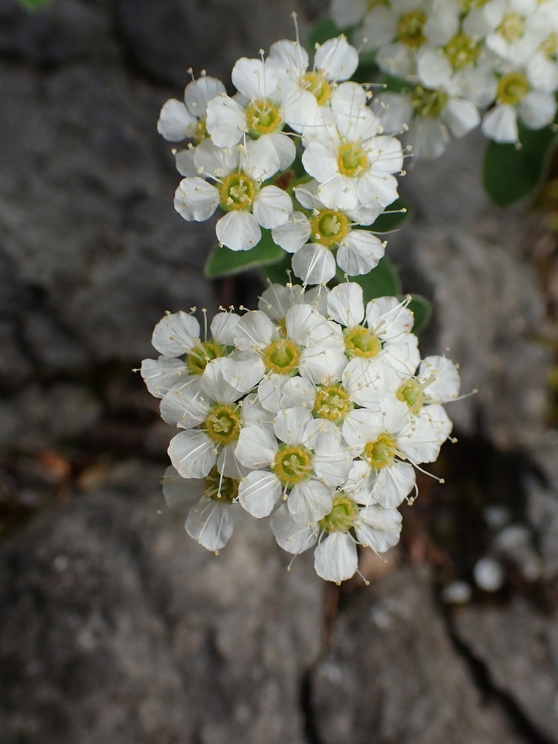 Spiraea cana photo 3