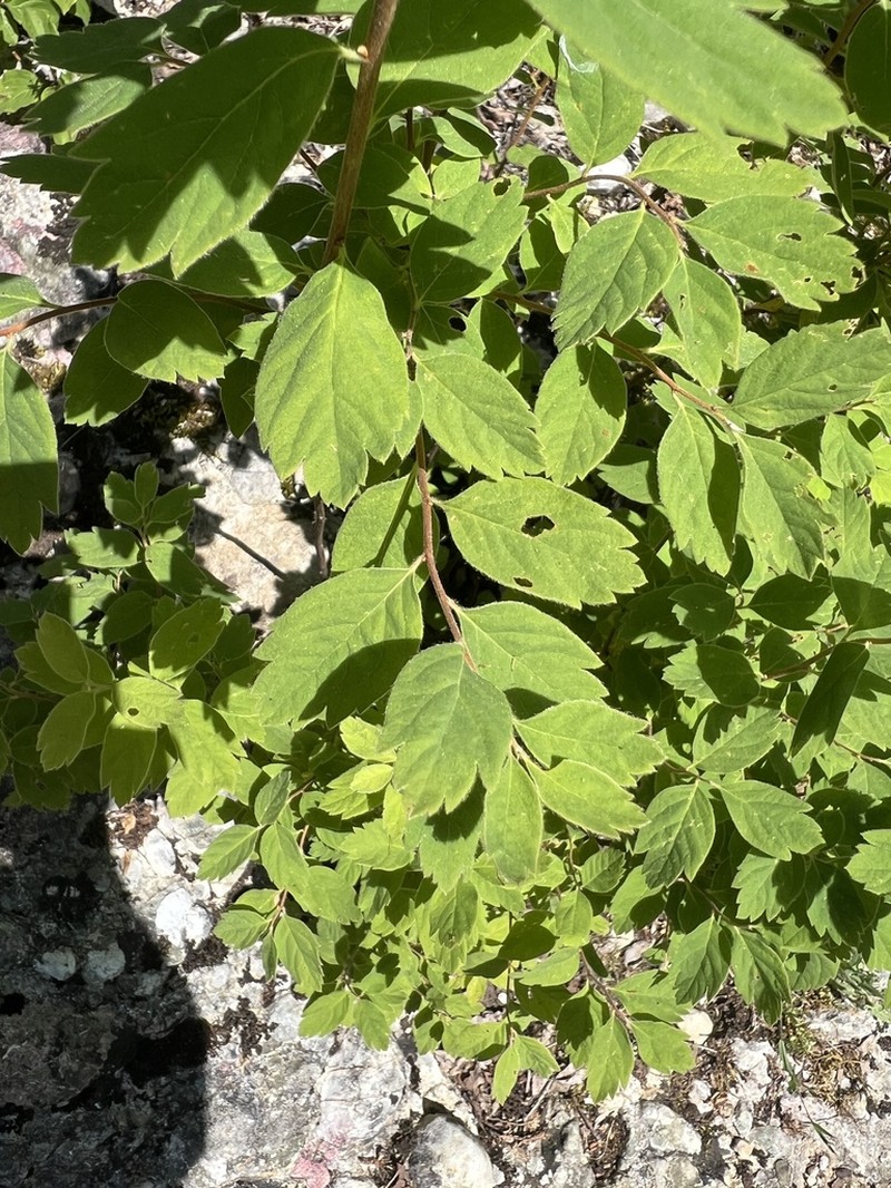Spiraea cana photo 4