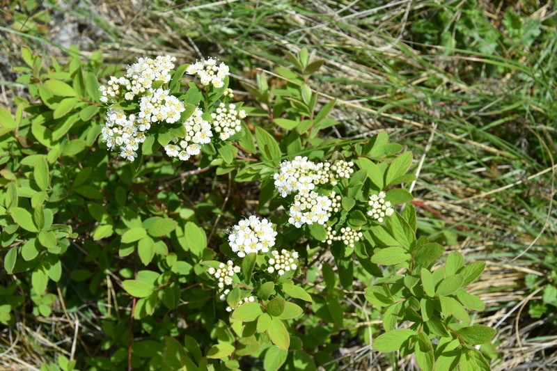 Spiraea cana photo 6