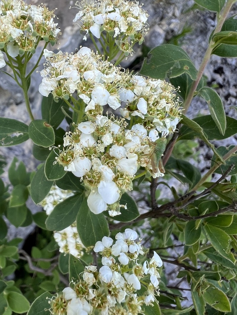 Spiraea cana photo 7