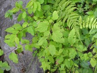 Spiraea canescens
