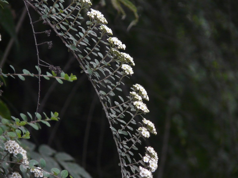 Spiraea canescens photo 2