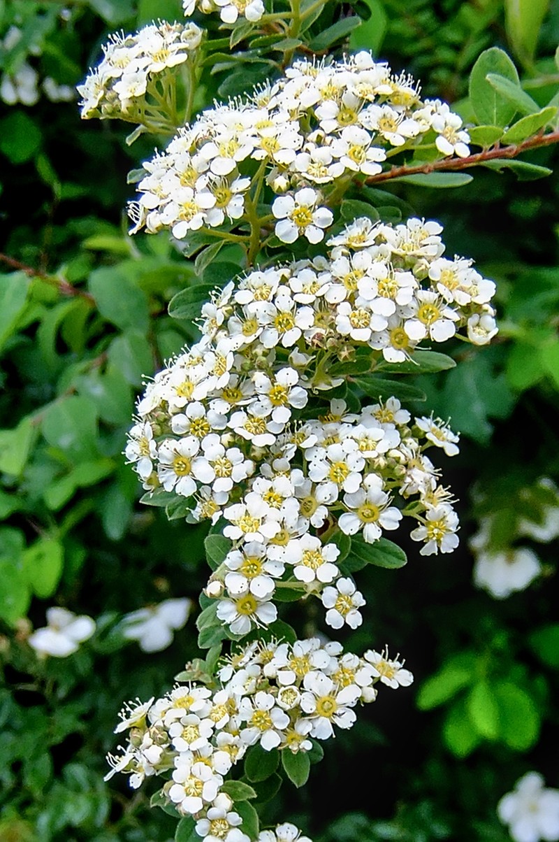 Spiraea canescens photo 4