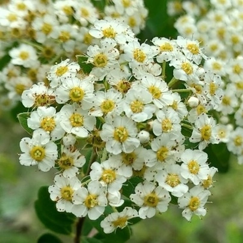 Spiraea canescens photo 5