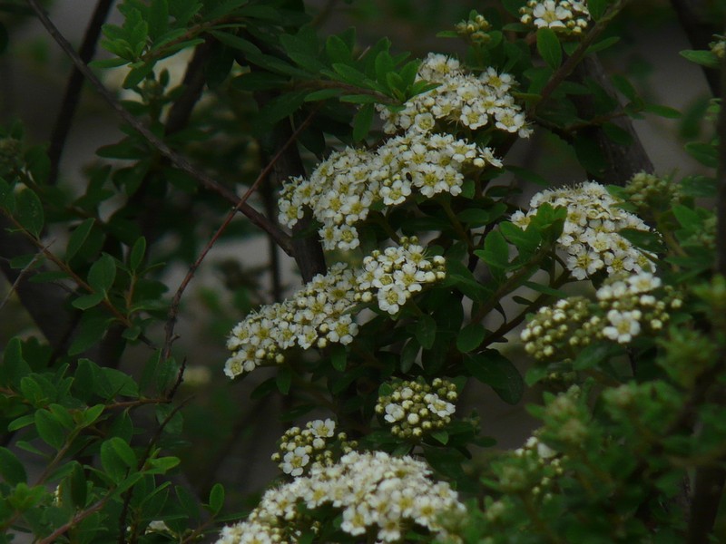 Spiraea canescens photo 6