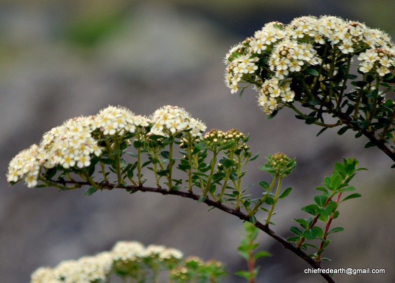 Spiraea canescens photo 7