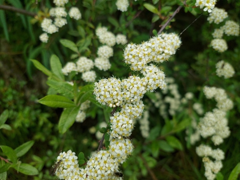 Spiraea canescens photo 8