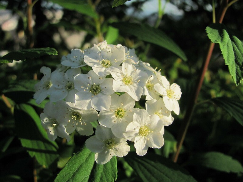Reeves' Meadowsweet photo 7