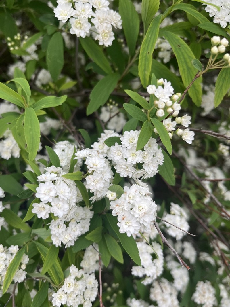 Reeves' Meadowsweet photo 8