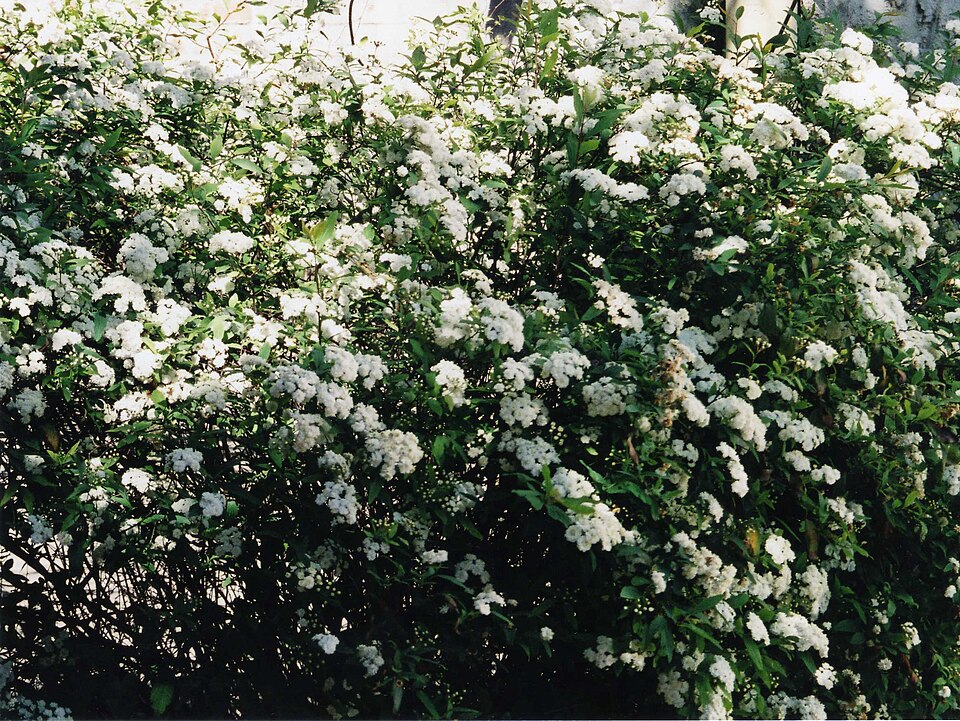 Reeves' Meadowsweet photo 3