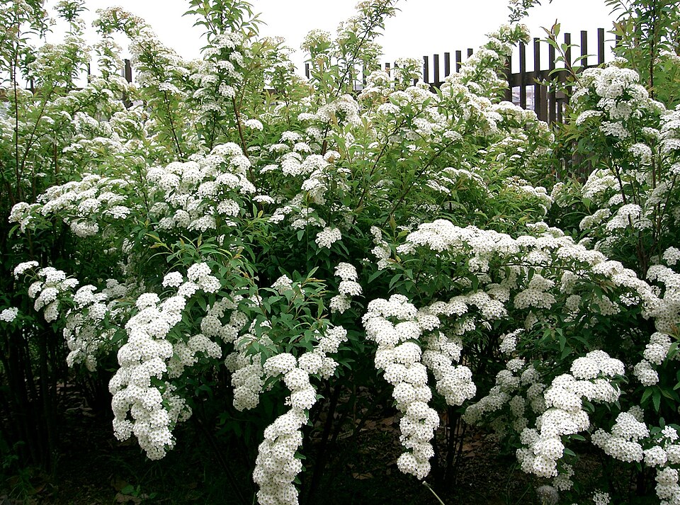 Reeves' Meadowsweet photo 5