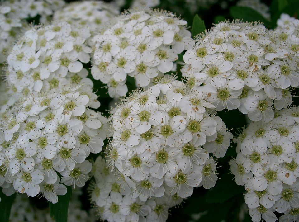 Reeves' Meadowsweet photo 6