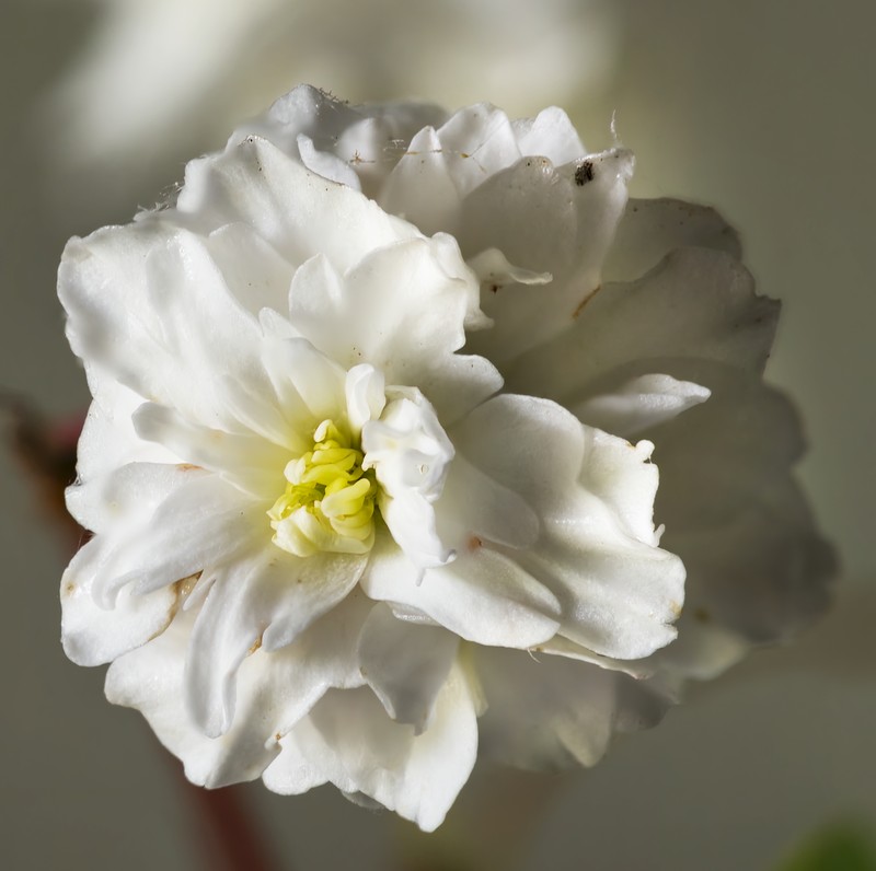 Reeves' Meadowsweet