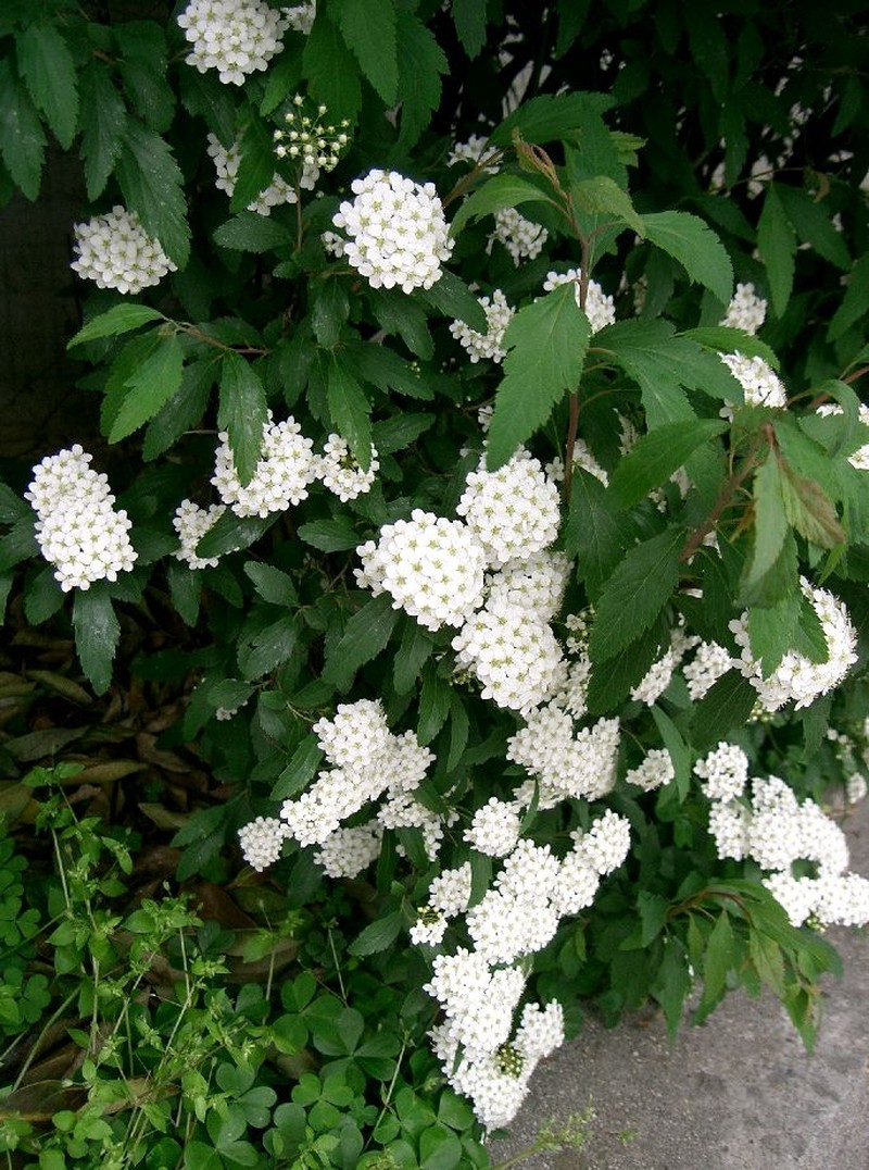 Reeves' Meadowsweet photo 2