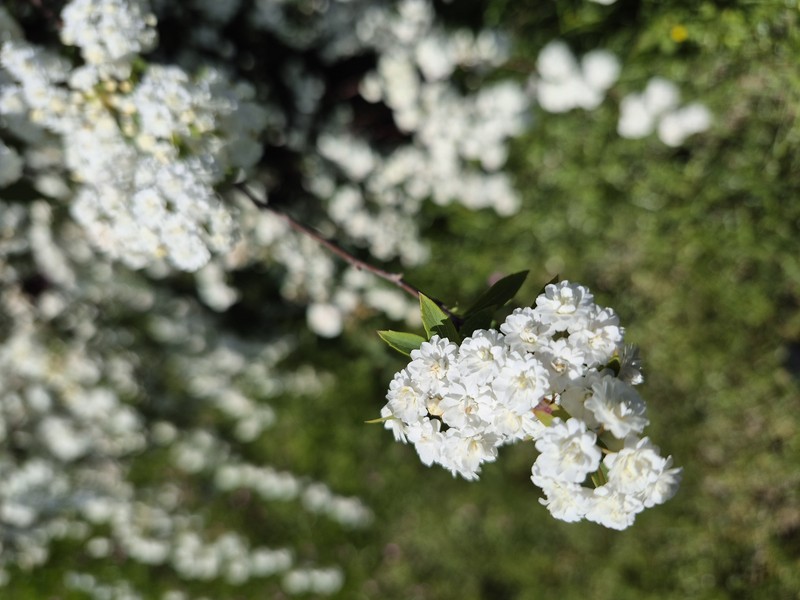 Reeves' Meadowsweet
