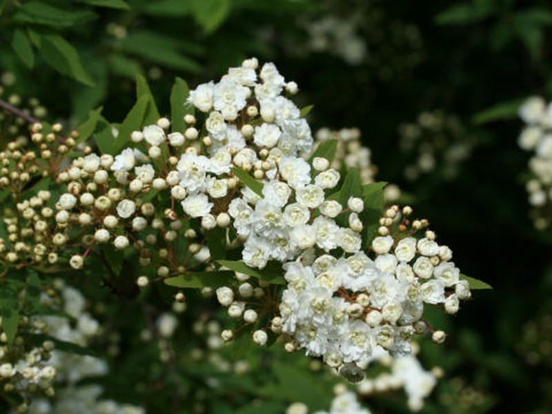 Reeves' Meadowsweet photo 8
