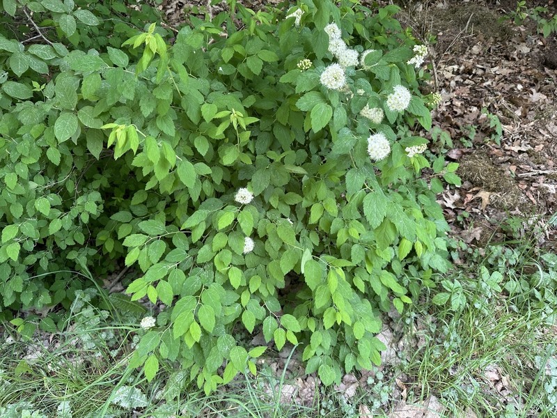 Germander Meadowsweet