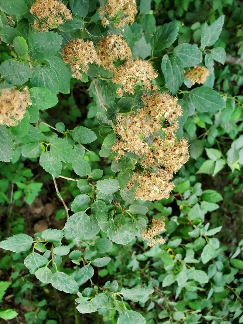 Germander Meadowsweet photo 4
