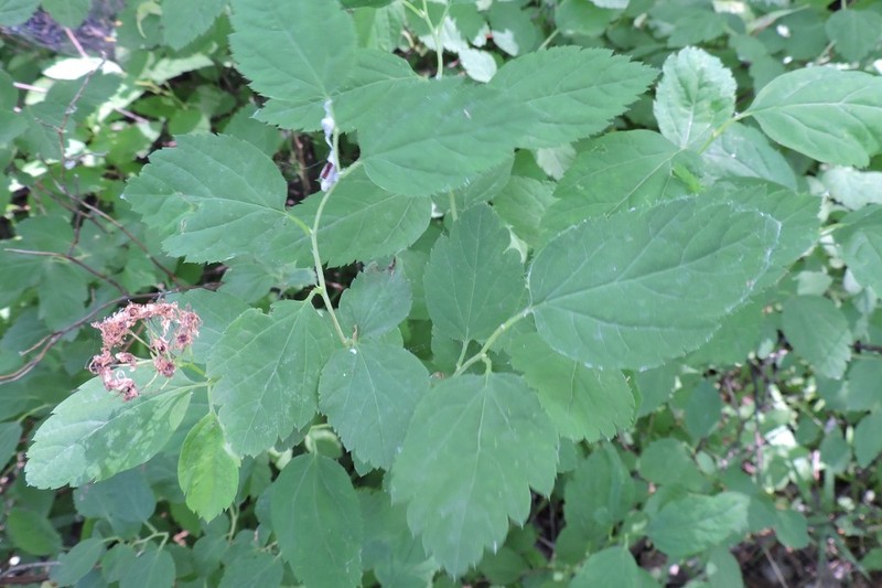 Germander Meadowsweet photo 6