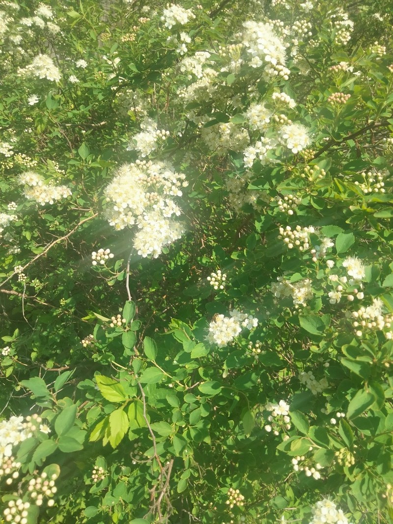Germander Meadowsweet photo 7