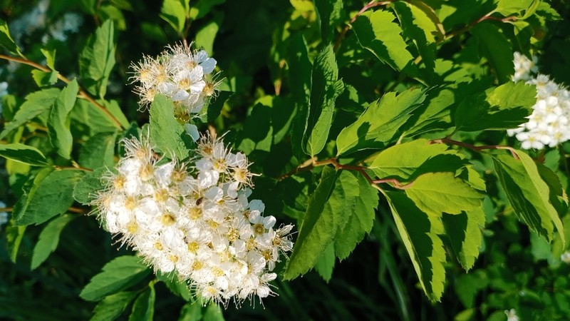 Germander Meadowsweet photo 8