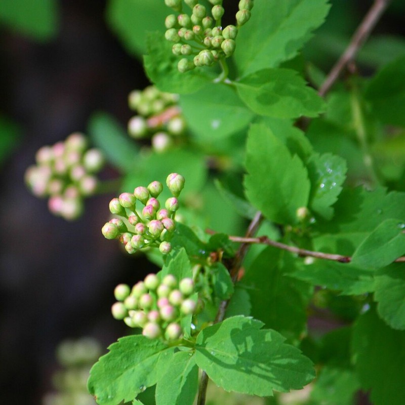 Spiraea fleuosa photo 2