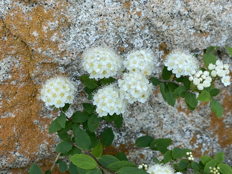 Spiraea fleuosa photo 3