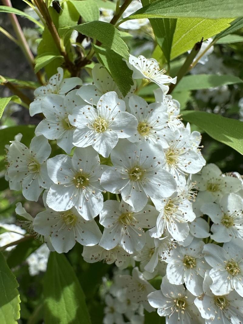 Spiraea fleuosa photo 5